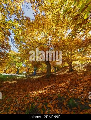 La province de Malaga, Espagne. L'automne dans les forêts de châtaigniers de la vallée du Genal dans la Serranía de Ronda. Banque D'Images