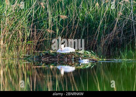 Wien, Vienne: Hybride Stockente mallard (Anas platyrhynchos), adulte avec des canetons. Passage muet cygne (Cygnus olor) couvant sur nid, rivière Neue Donau Banque D'Images