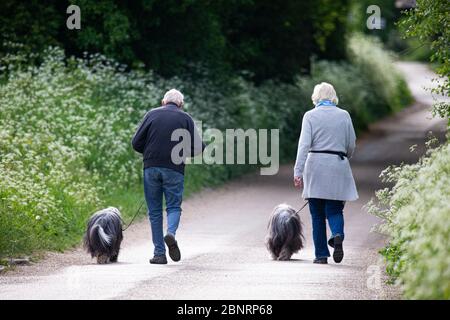 Un homme et une femme âgés qui marchent leurs chiens sur une voie de campagne. Banque D'Images