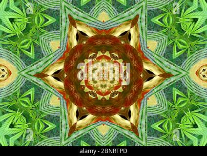 Le Mandala de marijuana - conception circulaire complexe contenant des formes géométriques concentriques. Les rouges et les verts sont les couleurs les plus répandues. Banque D'Images