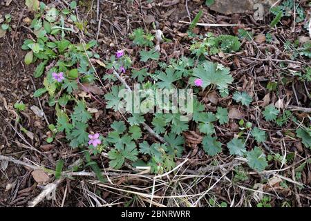 Géranium macrorrhizum, rocaille - plante sauvage au printemps. Banque D'Images