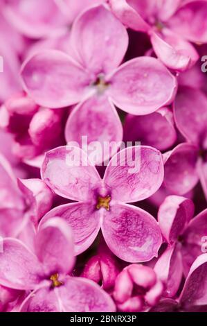 Détail de fleur rose lilas avec l'arrière-plan gouttes d'eau. Gros plan plein format de fleur de lilas magenta de luxe et de fleurs avec des gouttes de wate Banque D'Images