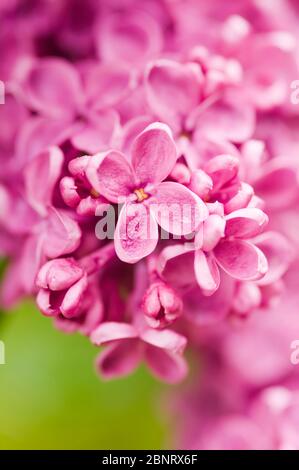 Détail de fleur rose lilas fleur de fond. Gros plan de fleur de lilas magenta de luxe et frais avec gouttes d'eau. Banque D'Images