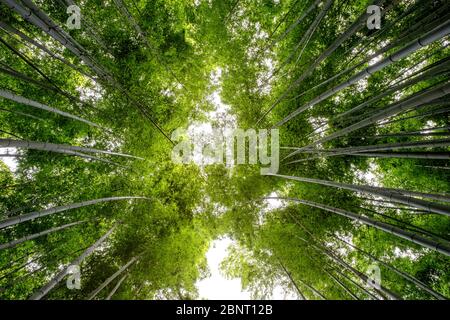 Image vue à angle bas de la forêt de bambou à Arashiyama, Japon Banque D'Images