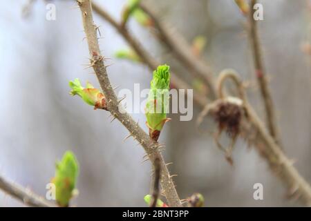 Branche brune d'une buisson avec bourgeons gonflées. Jeunes bourgeons verts. Petites feuilles en fleurs sur un arbre. Banque D'Images