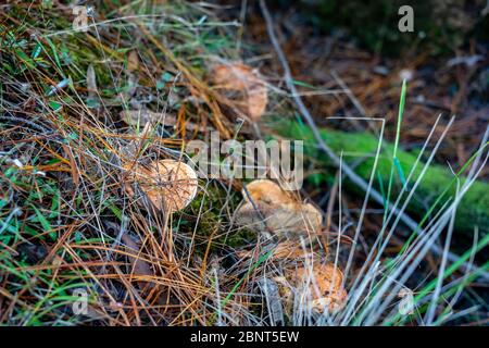 Champignons comestibles de pin (laits de safran) se cachant sous la couche d'aiguilles de pin Banque D'Images