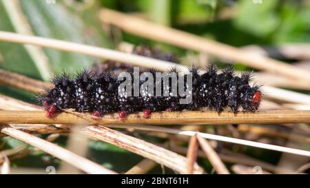 Vue latérale d'une chenille de Glanville Fritillary (Melitaea cinxia). Banque D'Images