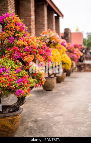 Portrait des fleurs dans la ville d'Ayutthaya en Thaïlande Banque D'Images