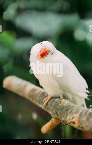 Funny Rose-ringed Parakeet également connu comme le Ring-ninged Parakeet. Oiseau sauvage. Banque D'Images