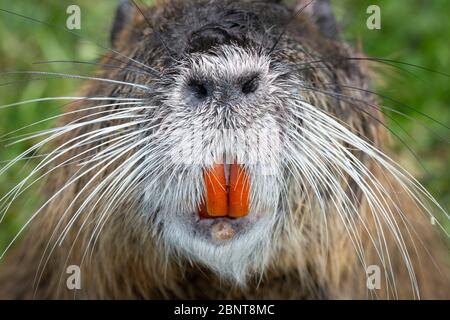 Détail d'un nutria ou coypu (Myocastor coypus) montrant ses incisives et ses grands narines. Banque D'Images