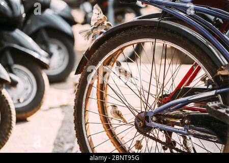 Goa, Inde. Gros plan sur la roue de vélo de la rue. Banque D'Images