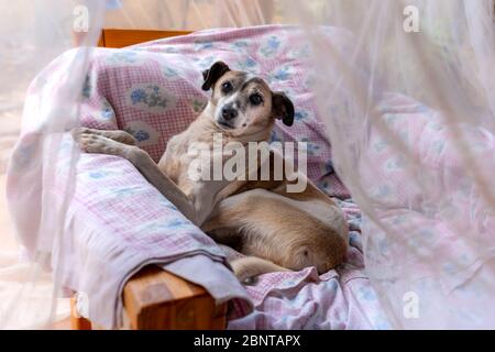 un chien commun allongé sur une chaise dans le jardin sous une moustiquaire, regarde la caméra Banque D'Images