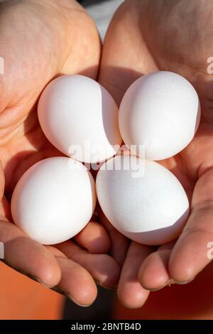 Les mains de femmes ont quatre œufs de poulet blanc frais au soleil du début de l'été. Banque D'Images