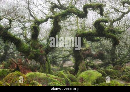 Membres effrayants de chênes étourdi au Wistmans's Wood, Dartmoor Banque D'Images