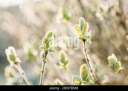 Lonicera Xylosteum. Jeunes feuilles de printemps vertes de la feuille de miel poussant dans l'usine de Bush. European Fly Honeysuckle, Dwarf Honeysuckle ou Fly Woodbine est UN Banque D'Images