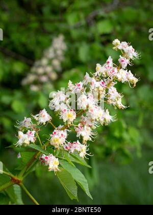 Fleur d'inflorescence d'un saumon rouge ou d'un châtaigne à cheval (Aesculus hippocastanum). Banque D'Images