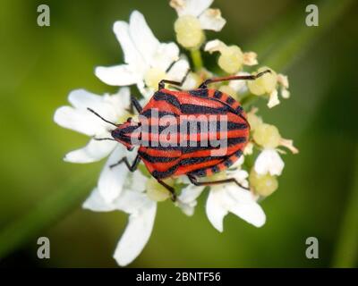 Insecte rayé, insecte de la Minsrel ou insecte rayé italien (Graphosoma italicum) Banque D'Images