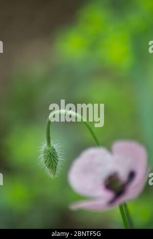 Fleur de pavot rose, papaver dubium, fond d'herbe verte, nature à l'extérieur, prairie avec fleurs sauvages gros plan Banque D'Images