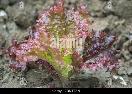 Petite laitue feuilles rouges, texture, plante biologique pour salade fraîche, comestible, potager Banque D'Images