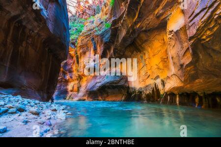 Sion avec étroite rivière vergin dans Zion National Park, Utah, USA. Banque D'Images