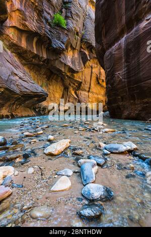 Sion avec étroite rivière vergin dans Zion National Park, Utah, USA. Banque D'Images