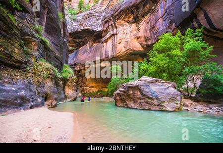 Sion avec étroite rivière vergin dans Zion National Park, Utah, USA. Banque D'Images