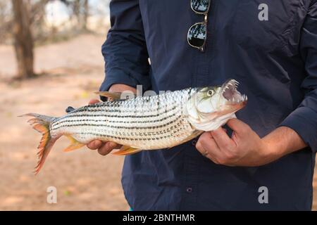 Pêcheur mâle tenant de petits poissons à tigres africains des deux mains, Zimbabwe Banque D'Images