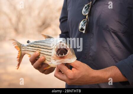 Pêcheur mâle tenant de petits poissons à tigres africains des deux mains, Zimbabwe Banque D'Images