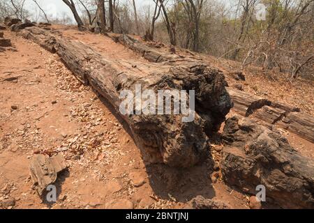 Site du monument national de la forêt fossile de Chirundu, Zambie Banque D'Images