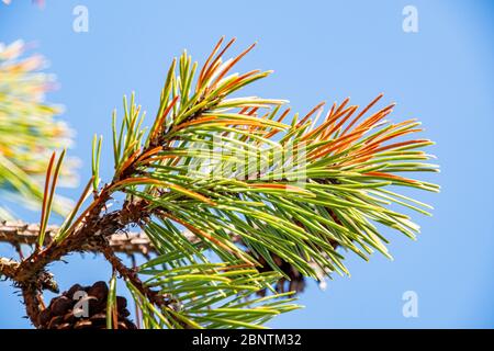 Bande rouge (Dothistroma Septosporum) Sur le pin Corse dans la forêt de Newborough sur Anglesey Banque D'Images