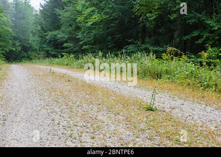 Rob Brook Road à Albany, New Hampshire, États-Unis. Cette route de terre suit des parties de l'ancien chemin de fer Bartlett et Albany qui était un chemin de fer de l'exploitation forestière à oper Banque D'Images