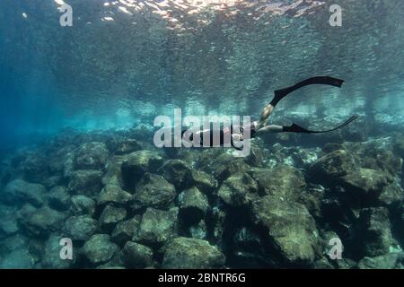 Plongée libre sous-marine dans les eaux peu profondes de Ténérife, îles Canaries, Espagne. Banque D'Images