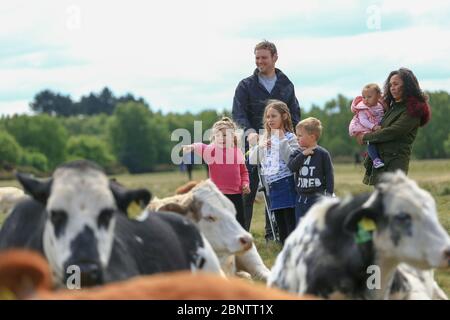 Sutton Park, Birmingham, Royaume-Uni. 16 mai 2020. Une famille pour une promenade dans le parc Sutton, Birmingham, profitez des vaches locales qui se broutent et se reposent calmement dans le parc. Crédit : Peter Lophan/Alay Live News Banque D'Images