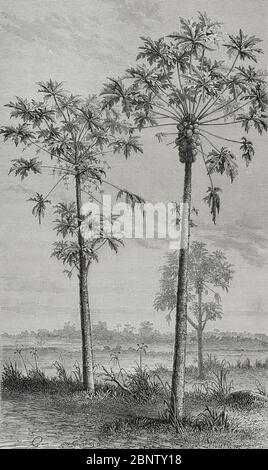 Historia de Afrique. SIGLO XIX Papayo (Carica papaye). Grabado. El Congo y la Creación del Estado Independiente de este nombre. Historia de los Trabajos y Exploraciones Verificados, por Enrique M. Stanley. Editada en Barcelona, hacia 1890. Espagne. Banque D'Images