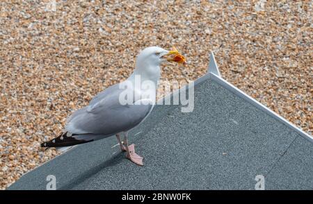 Lyme Regis, Dorset, Royaume-Uni. 16 mai 2020. Météo au Royaume-Uni: Un mouette accueille la réouverture des étals de glace et des plats à emporter comme les restrictions de verrouillage du coronavirus sont assouplies et les gens retournent à la plage à Lyme Regis. Ce petit cachin s'est aidé à quelqu'un de cornet de glace alors qu'ils marchaient le long du front de mer. Crédit : Celia McMahon/Alay Live News Banque D'Images