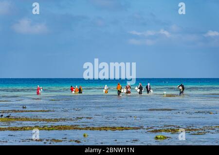 ZANZIBAR, TANZANIE - 10 février 2020: Femmes avec des vêtements colorés pêche dans le liquide peu profond. Ils chassent de petits poissons dans le filet. Copier l'espace Banque D'Images