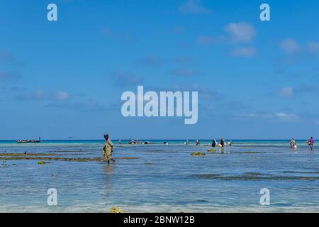 ZANZIBAR, TANZANIE - 10 février 2020: Femmes avec des vêtements colorés pêche dans le liquide peu profond. Ils chassent de petits poissons dans le filet. Copier l'espace Banque D'Images
