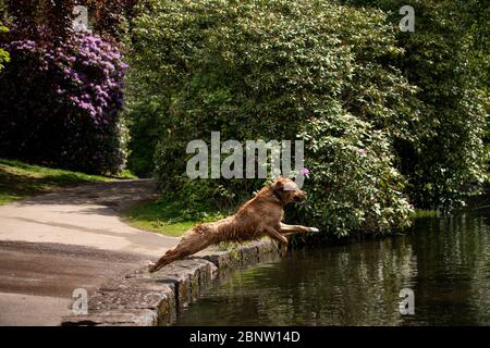 Un chien s'enfile dans l'eau au parc Highbury de Birmingham, après l'introduction de mesures pour sortir le pays de son isolement. Banque D'Images