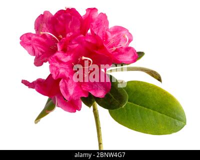 Structure unique du Rhododendron 'Willbrit' à floraison tardive sur fond blanc Banque D'Images