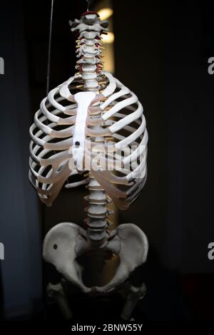 Squelette d'un corps humain avec lumière bleue et jaune. Banque D'Images