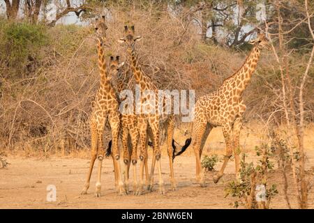 Girafe rhodésienne endémique dans le parc national de Luangwa-Sud, Zambie Banque D'Images