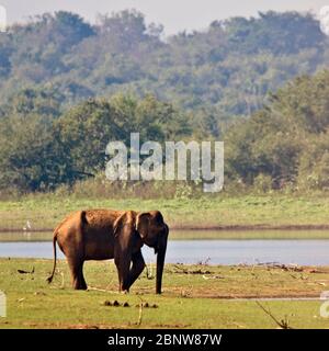 Eléphant asiatique (Elephas maximus), parc national d'Uda Walawe, Sri Lanka. Banque D'Images