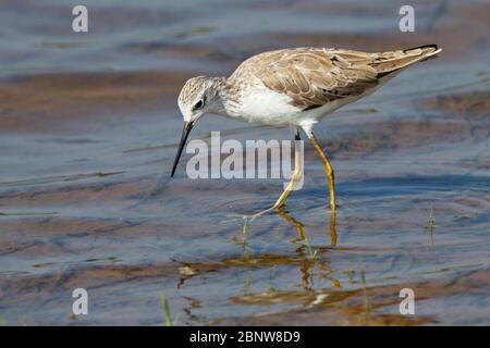 Marais Sandpiper (Tringa stagnatilis) dans le lac du parc national Uda Walawe, Sri Lanka. Banque D'Images