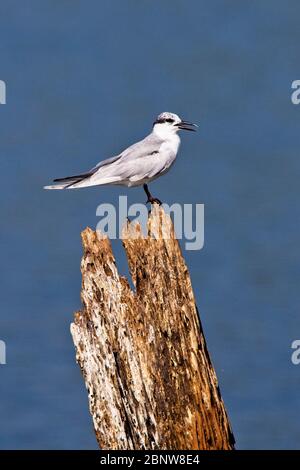 La Sterne à moustaches (Chlidonias hybrida), se trouvait sur une souche d'arbre dans le lac du parc national d'Uda Walawe, au Sri Lanka. Banque D'Images