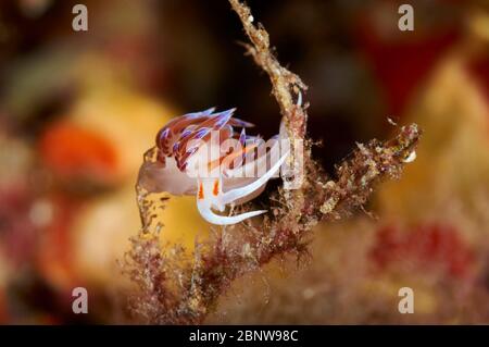 Détail en gros plan sous-marin de la hervia de pèlerin (Cratena peregrina) dans le Parc naturel de Ses Salines (Formentera, Iles Baléares, Mer méditerranée, Espagne) Banque D'Images