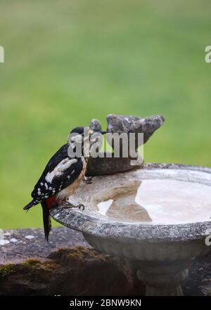 Pic. Grand pic à pois adulte ( Picidae) sur le point de prendre une boisson dans un bain d'oiseaux de jardin. Visiteur fréquent distinctif. Plein format. Banque D'Images