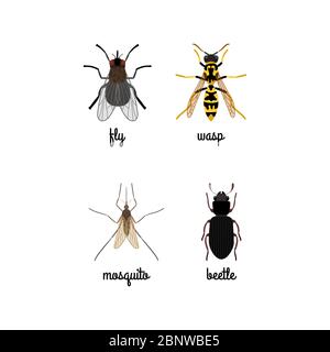 Ensemble de vecteurs d'insectes colorés avec des noms isolés sur blanc Illustration de Vecteur