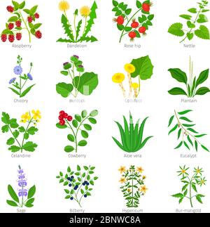 Aromathérapie herbes médicales et fleurs dessinées à la main vecteur sur blanc Illustration de Vecteur