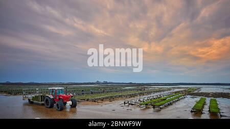 Image de lits de ferme d'huîtres comerciales sur la plage de St Clements Bay, Jersey Channel Islands. Les fermes d'huîtres sont une grande partie de l'industrie de la pêche su Banque D'Images