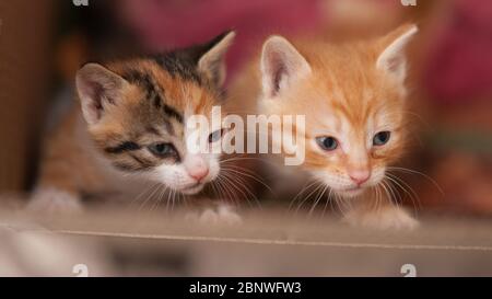 Deux chatons nouveau-nés dans une boîte en carton, gros plans Banque D'Images